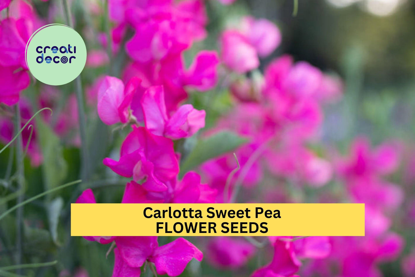 50+ Carlotta Sweet Pea Seeds – Deep Rose Fragrant Blooms for Garden Planting, Climbing Vines for Trellises & Bouquets – USA