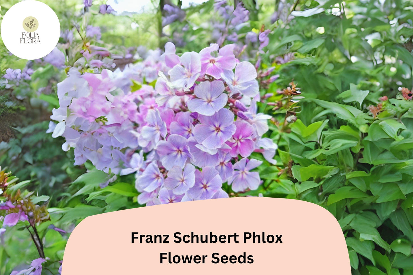 100+ Franz Schubert Phlox Seeds – Soft Lavender Blooms, Perennial Phlox paniculata