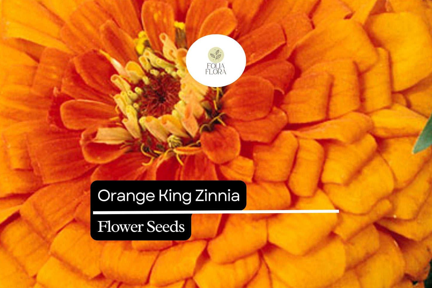 Orange King Zinnia (Zinnia elegans) Seeds – Vibrant Orange Blooms for Summer Gardens