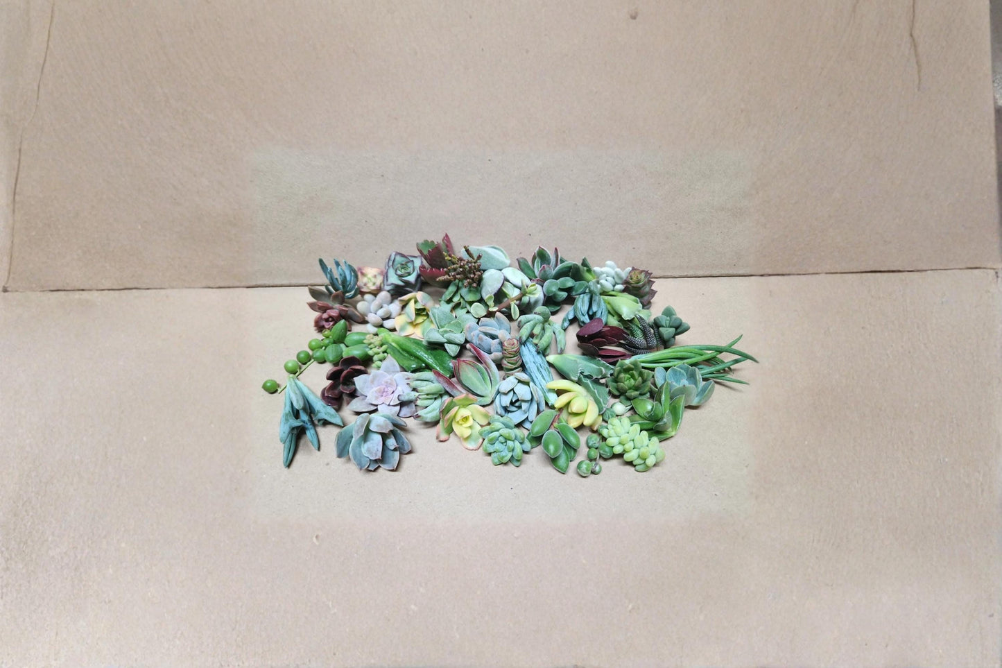 Assorted Succulent 25 Cuttings Live Unrooted Mixed Varieties