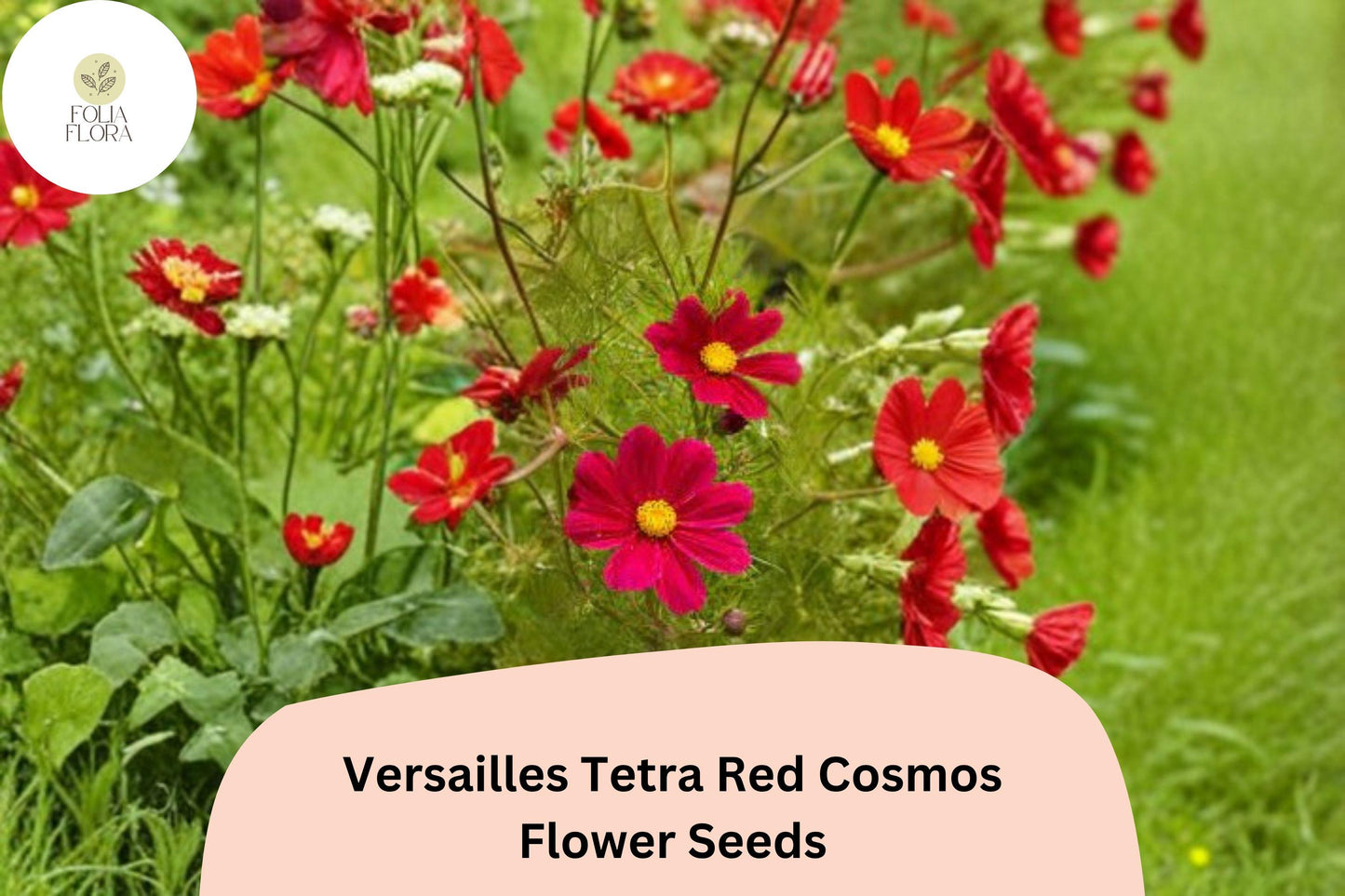 200+ Versailles Tetra Red Cosmos Seeds | Cosmos bipinnatus Bright Red Blooms | Tall Annual Garden Flower Seeds
