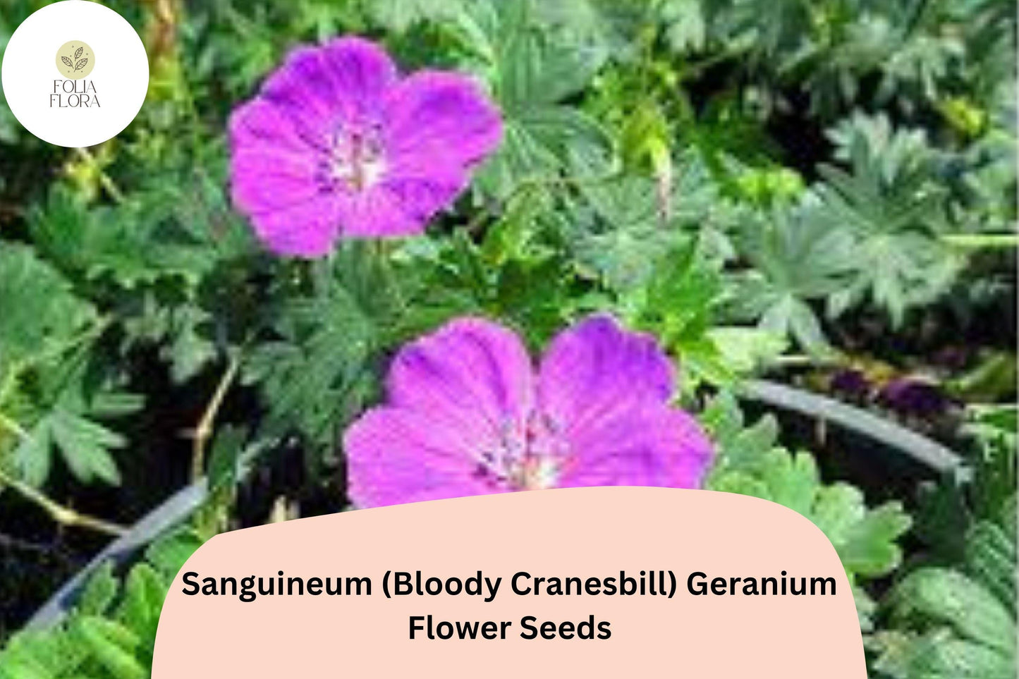 25+ Sanguineum (Bloody Cranesbill) Geranium Seeds | Purple Perennial Geranium Seeds for Garden Borders & Rock Gardens
