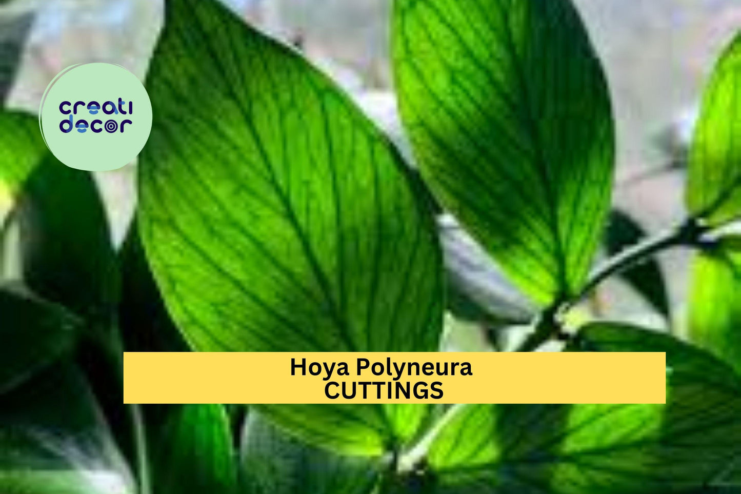 Hoya Polyneura Cutting | 1 Node 2 Leaves Unrooted | Fishtail Hoya Starter Plant | Rare Indoor Vine for Bright Light Spaces