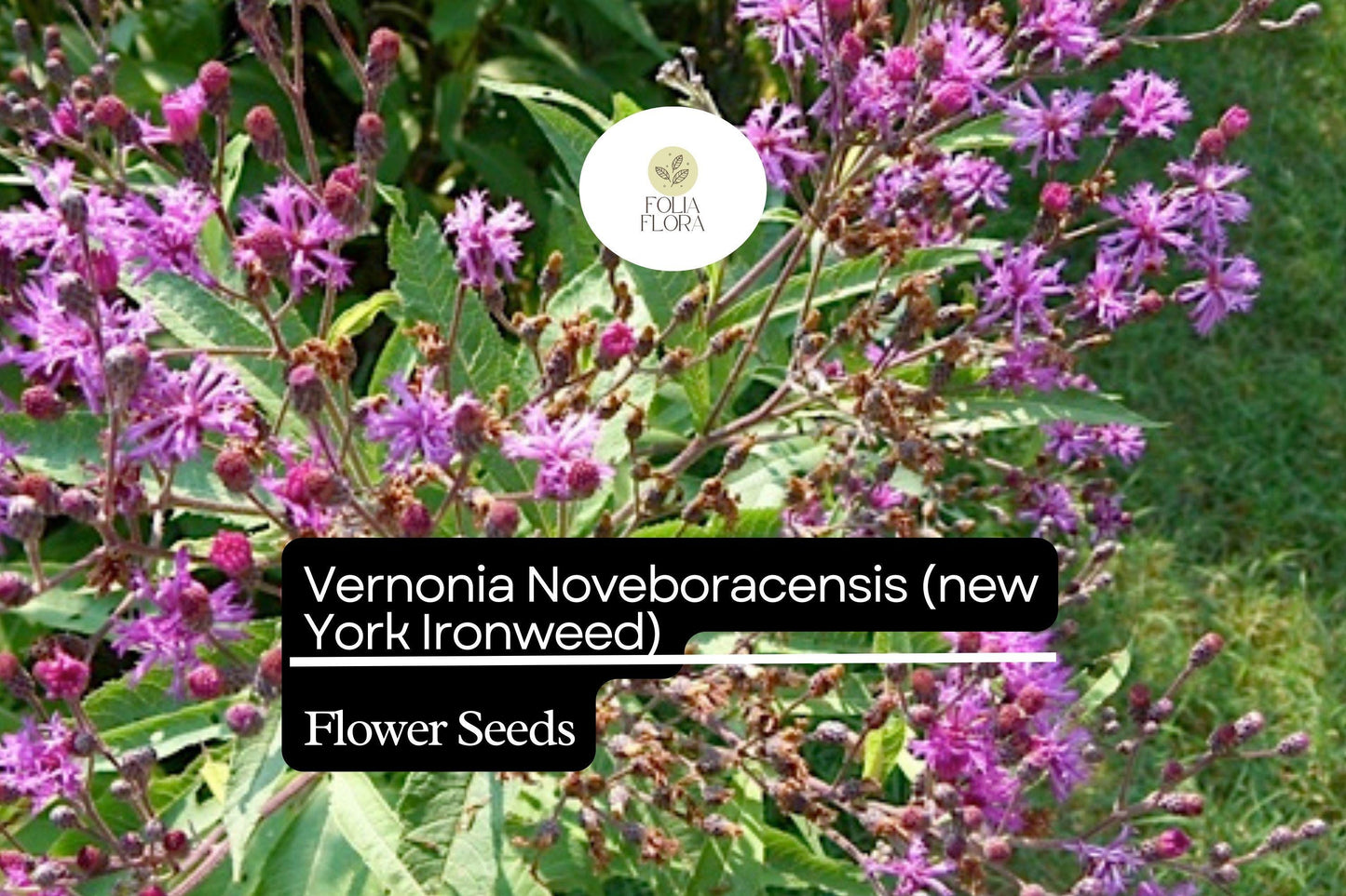 100 Vernonia Noveboracensis Seeds, New York Ironweed, Tall Native Wildflower for Pollinators