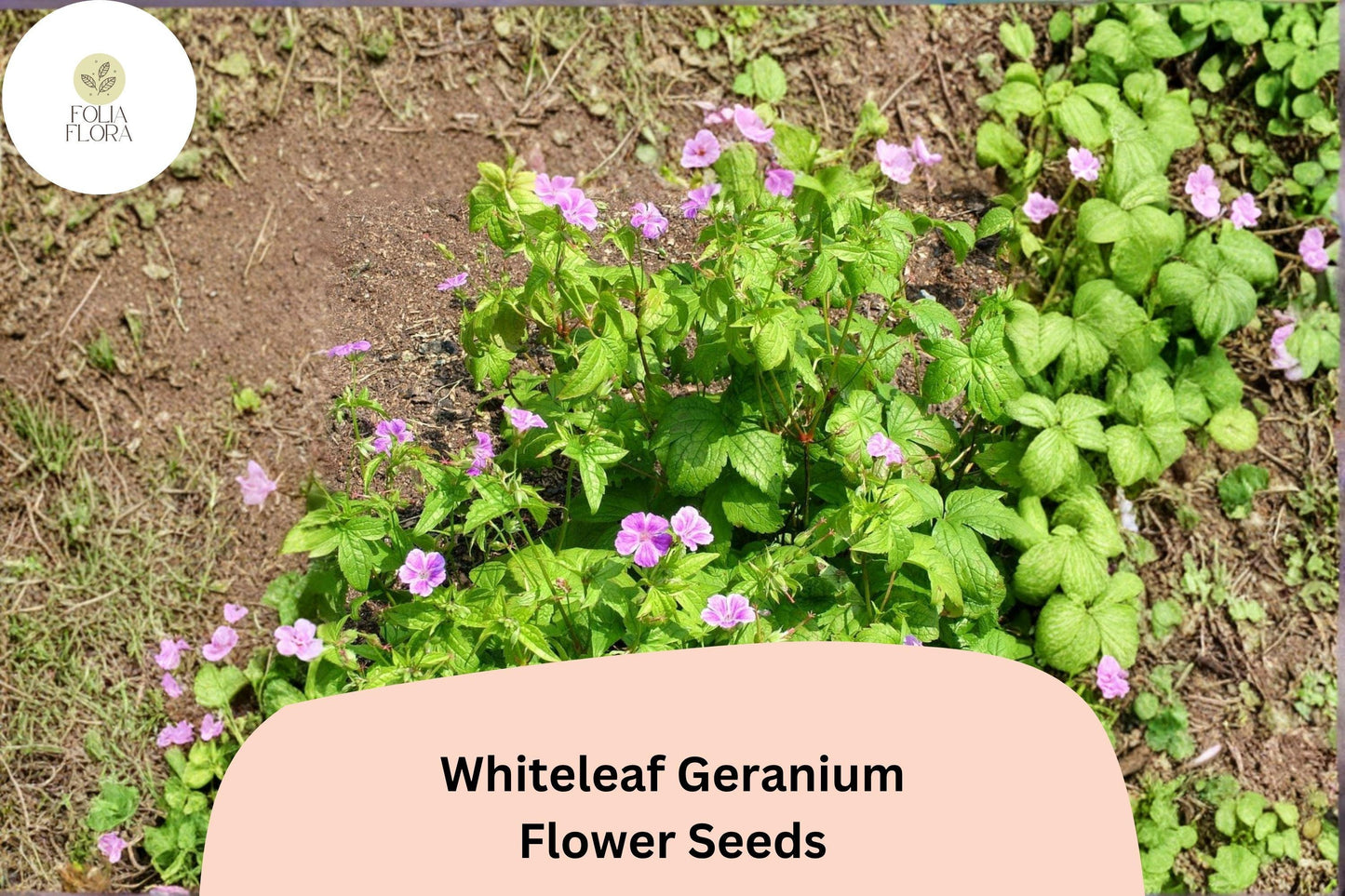 25+ Whiteleaf Geranium Seeds | Purple Cranesbill Perennial | Hardy Garden Flower Seeds