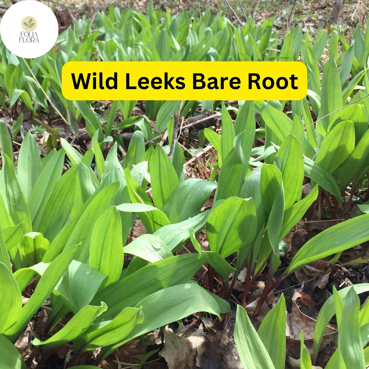 Ramps Wild Leeks (Allium tricoccum) - 3 Organically Grown Bare Root Bulbs for Planting