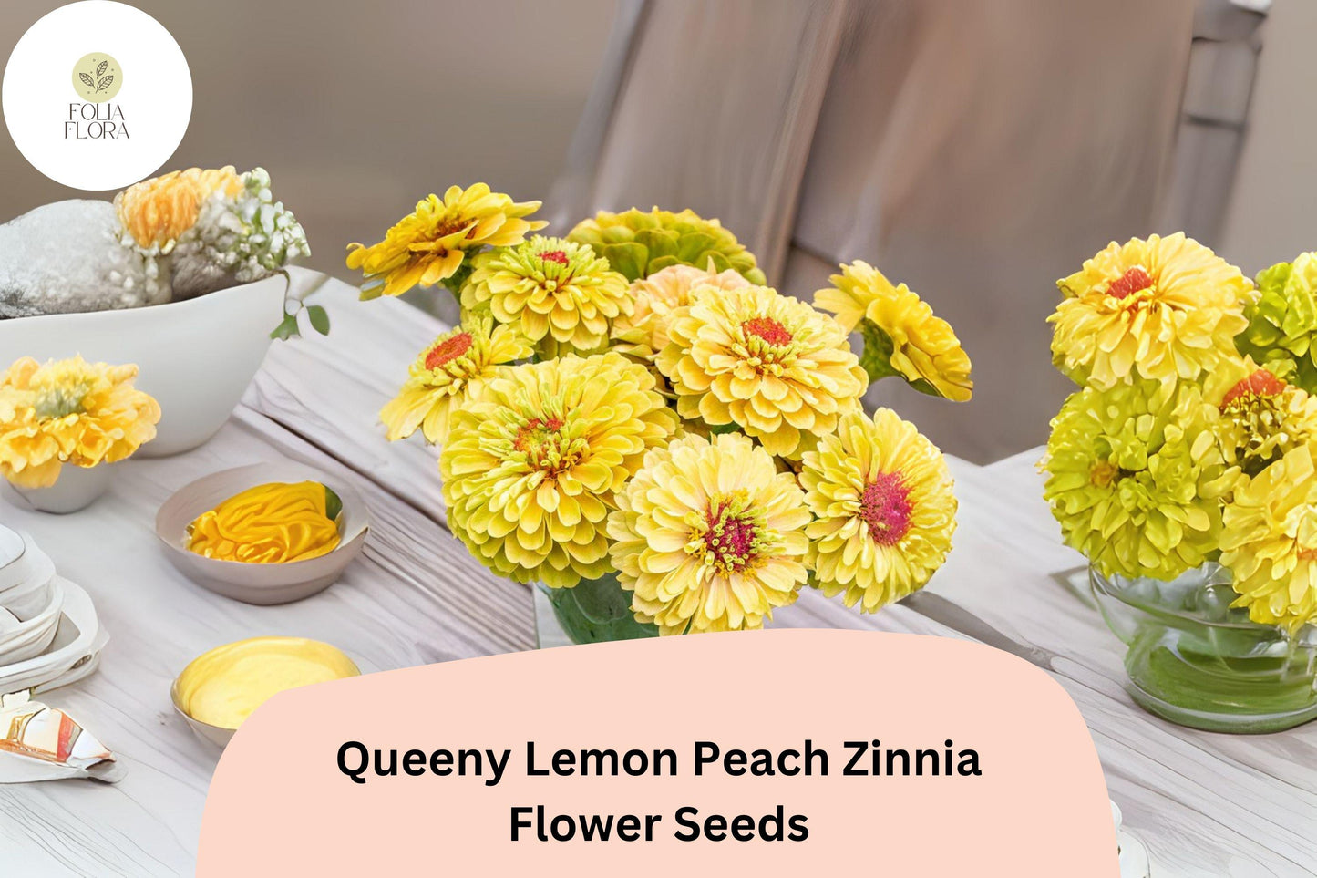 100+ Queeny Lemon Peach Zinnia Seeds – Unique Peach-Yellow Blooms for Garden Planting, Borders & Cut Flowers