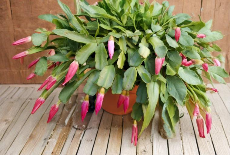 True Christmas Cactus 3 Cuttings (Schlumbergera × buckleyi) Heirloom Magenta Bloom