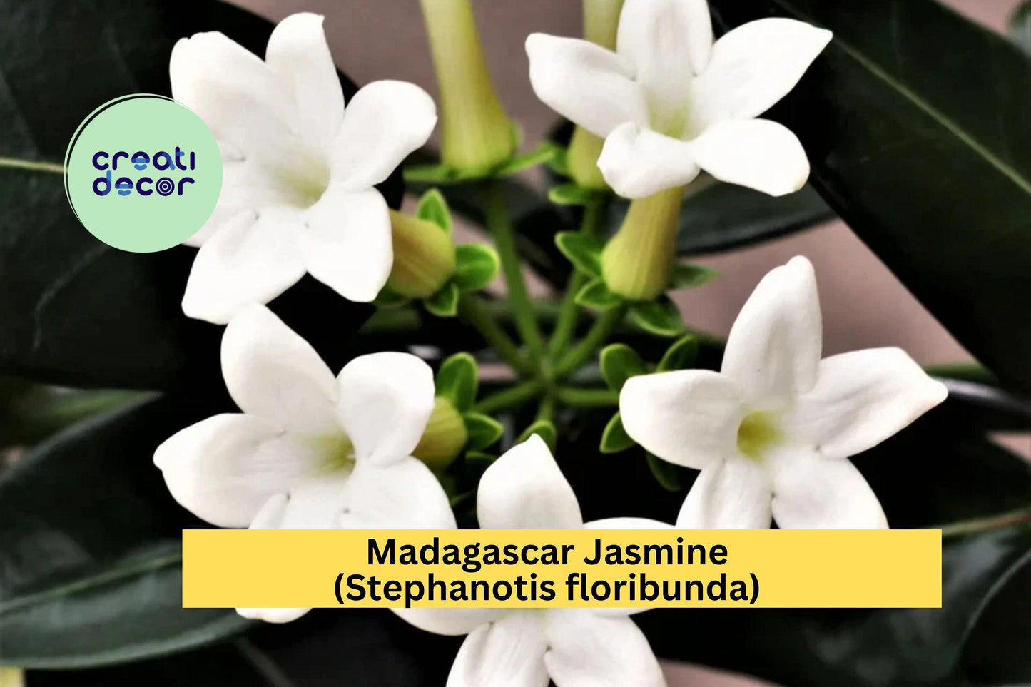 Madagascar Jasmine – Stephanotis floribunda Live Rooted Starter Plant, Evergreen Vine with Fragrant White Blooms for Home or Garden