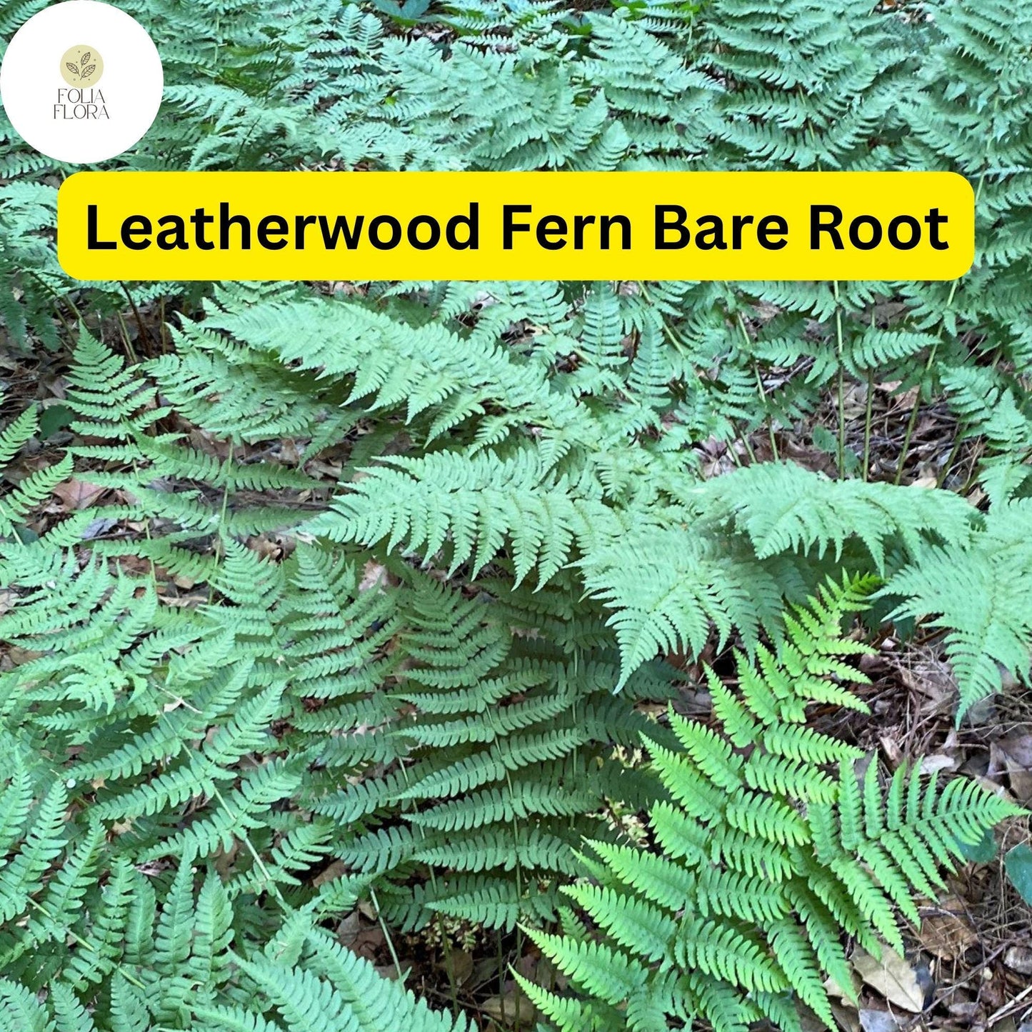3 Leatherwood Ferns (Dryopteris marginalis), Premium Native Woodland Bare Root Plants