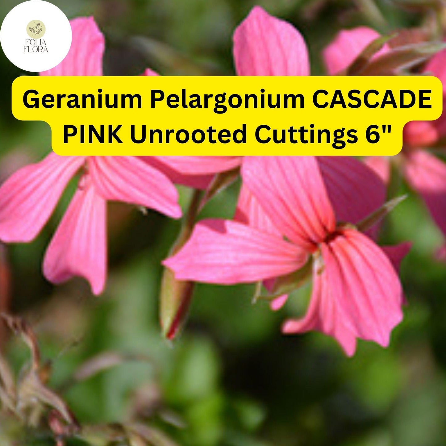Geranium Pelargonium ‘Cascade Pink’ | 3 Live 6” Unrooted Cuttings | Trailing Flowering Plant, Vibrant Blooms, Easy-Care