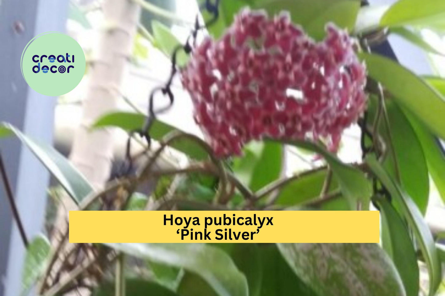 Hoya pubicalyx Pink Silver – Live Rooted Starter Plant – Trailing Houseplant with Variegated Foliage & Fragrant Blooms