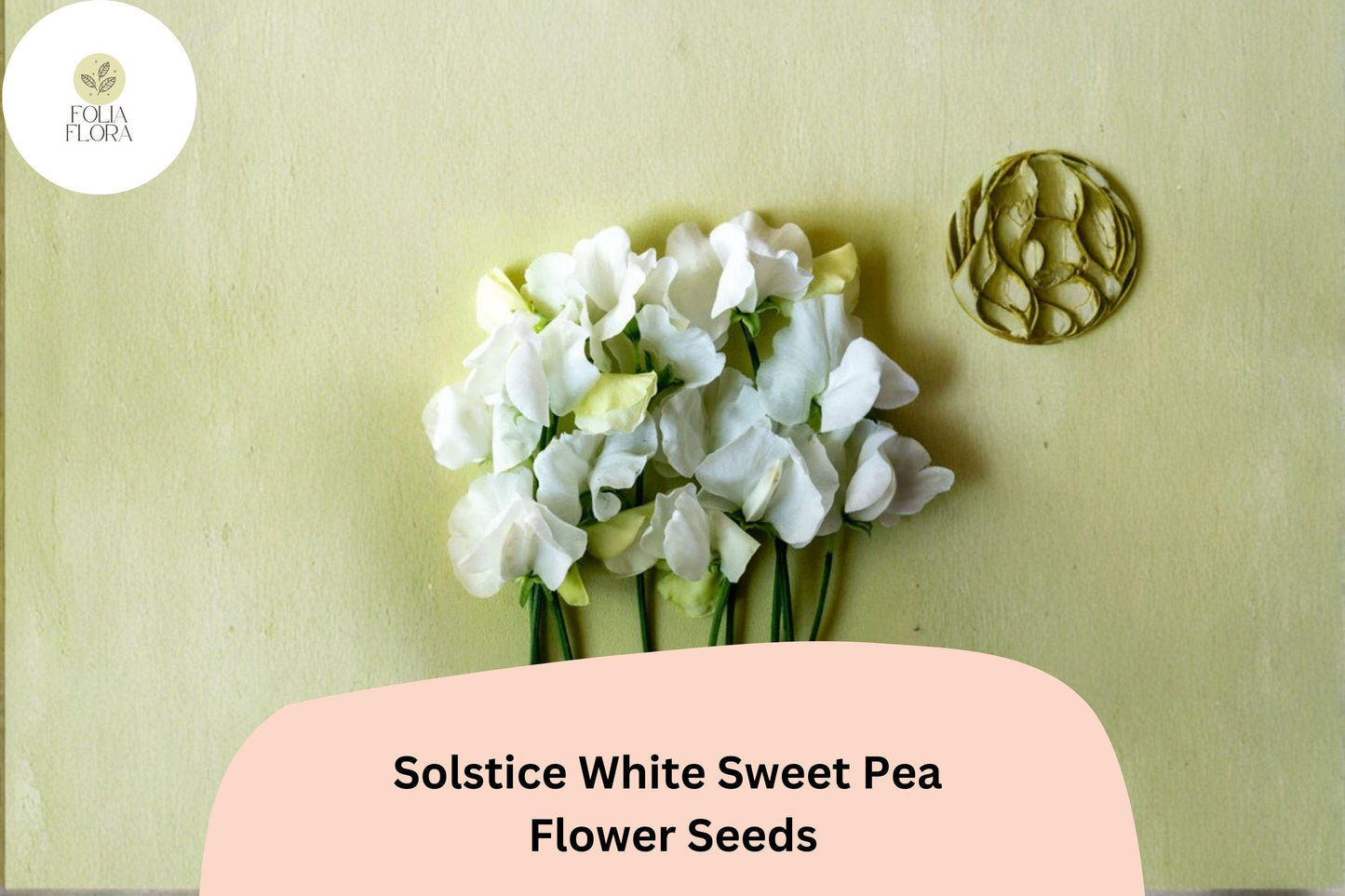 Solstice White Sweet Pea Seeds | Lathyrus odoratus Climbing Vine (50+ Seeds) for Garden Planting