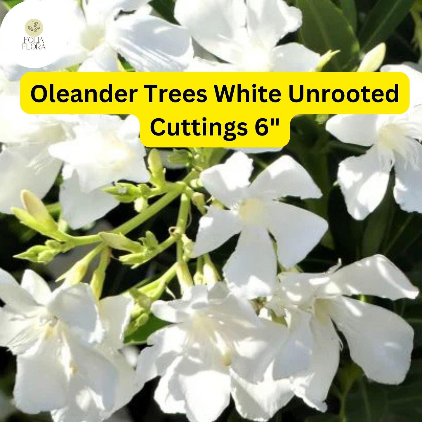 Oleander Tree ‘White’ | 7 Live 6” Unrooted Cuttings | Fast-Growing, Drought-Tolerant, Fragrant White Flowers, Easy-Care