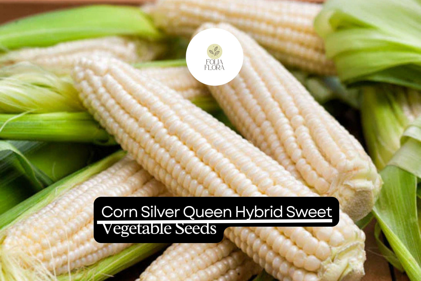 5g Corn Silver Queen Hybrid Sweet Seeds | Zea mays | High-Yield Sweet Corn | Easy to Grow & Delicious