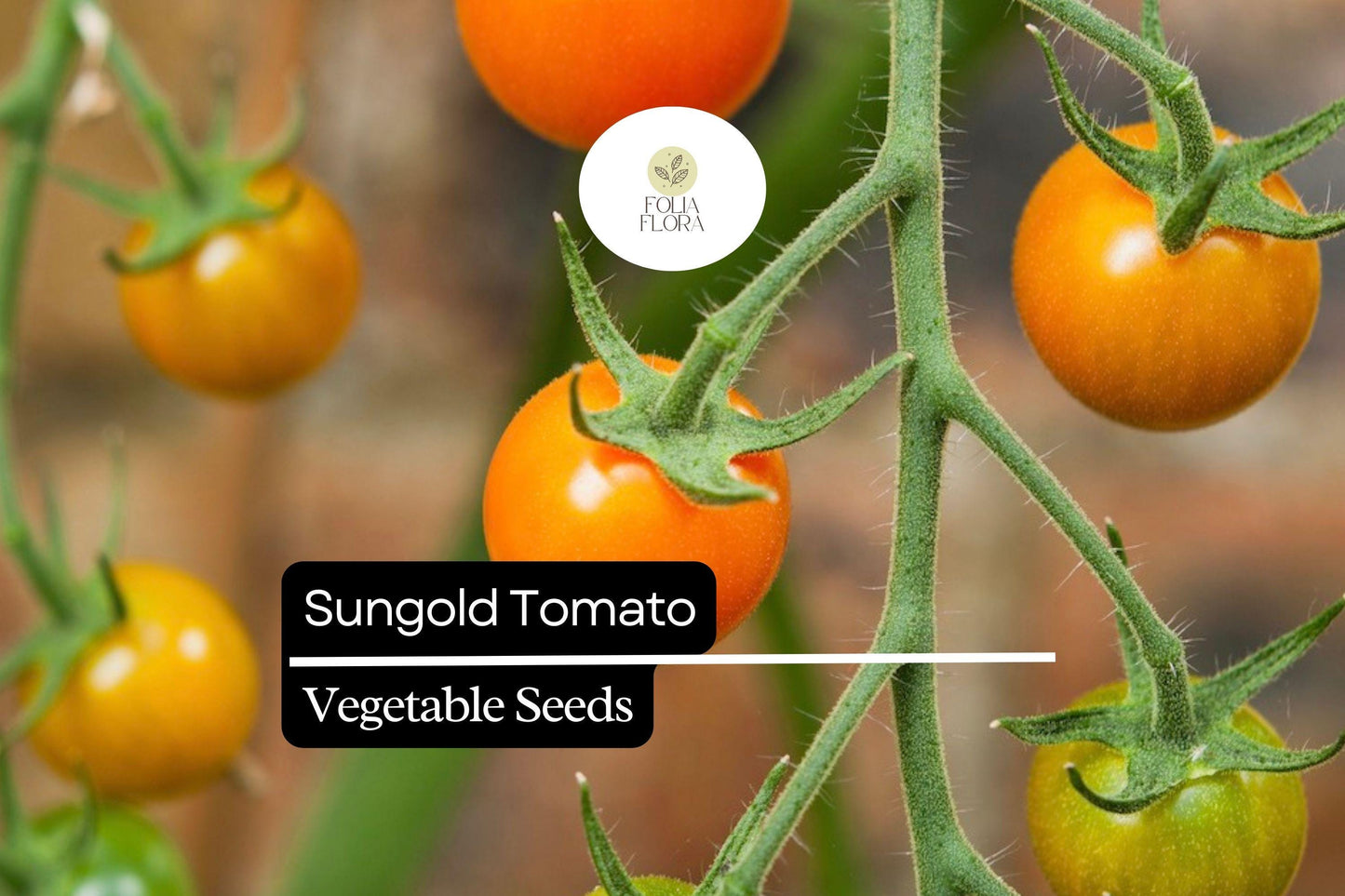 10 Seeds Sungold Tomato (Solanum lycopersicum) - Sweet Cherry Tomatoes | Prolific Hybrid for Gardens & Containers