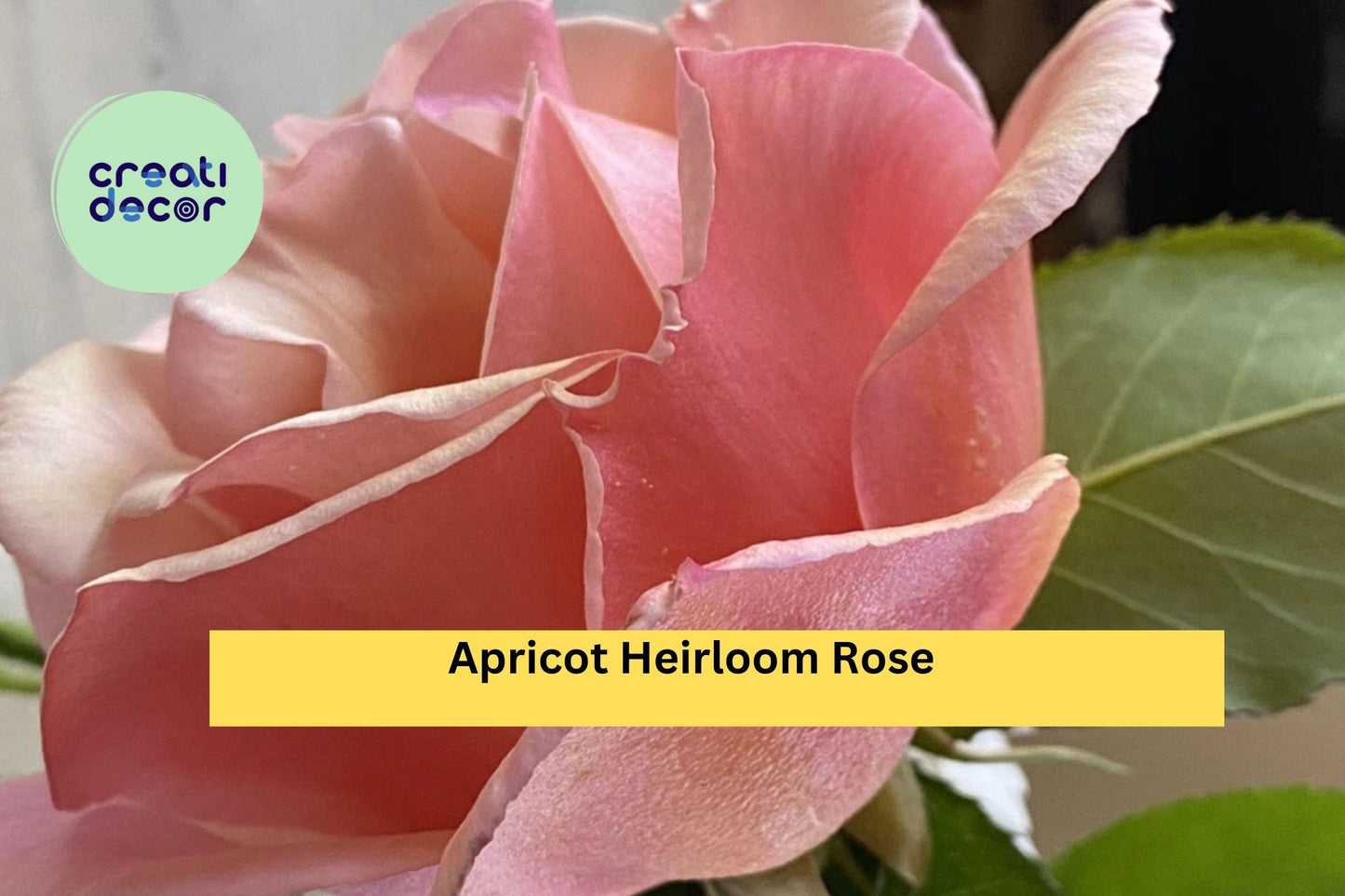 Apricot Heirloom Rose – Six Fresh Stem Cuttings for Propagation – Fragrant Vintage Garden Rose with Soft Apricot Blooms
