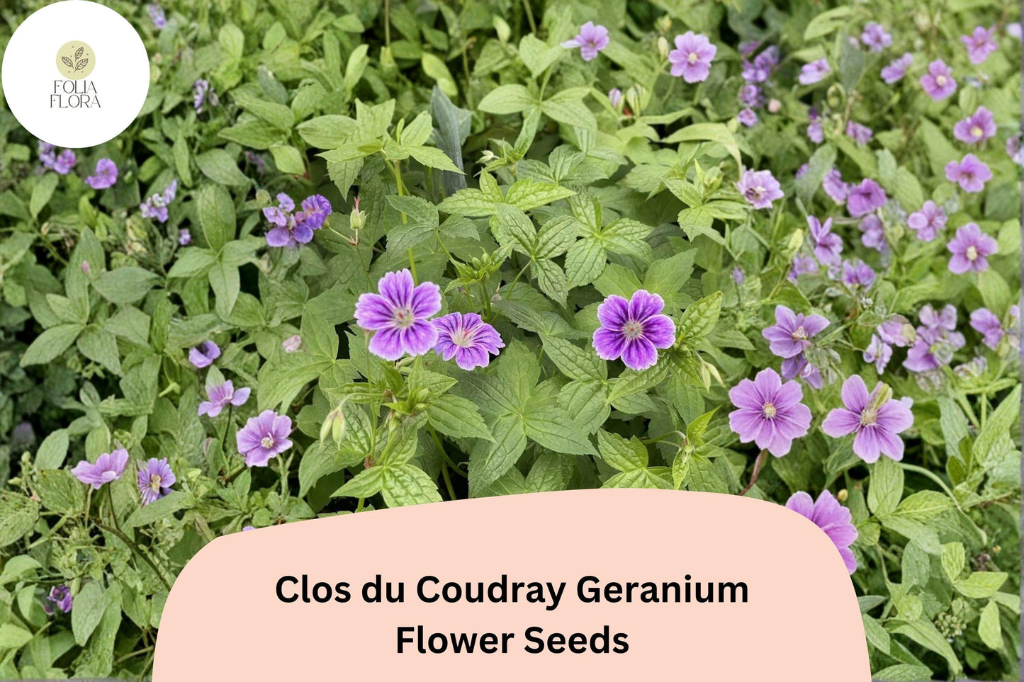 25+ Clos du Coudray Geranium Seeds | Purple Hardy Cranesbill | Perennial Ground Cover Flower for Garden Borders
