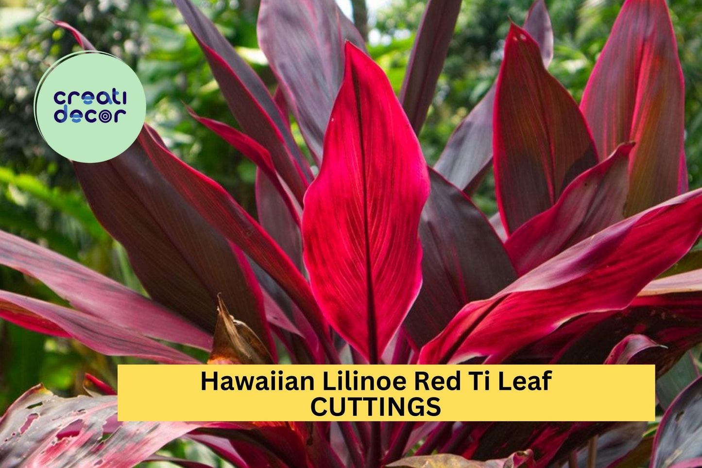 3 Lilinoe Red Ti Leaf Cuttings | Hawaiian Cordyline Fruticosa 6" Starter Logs | Tropical Garden or Patio Plant | USA Seller