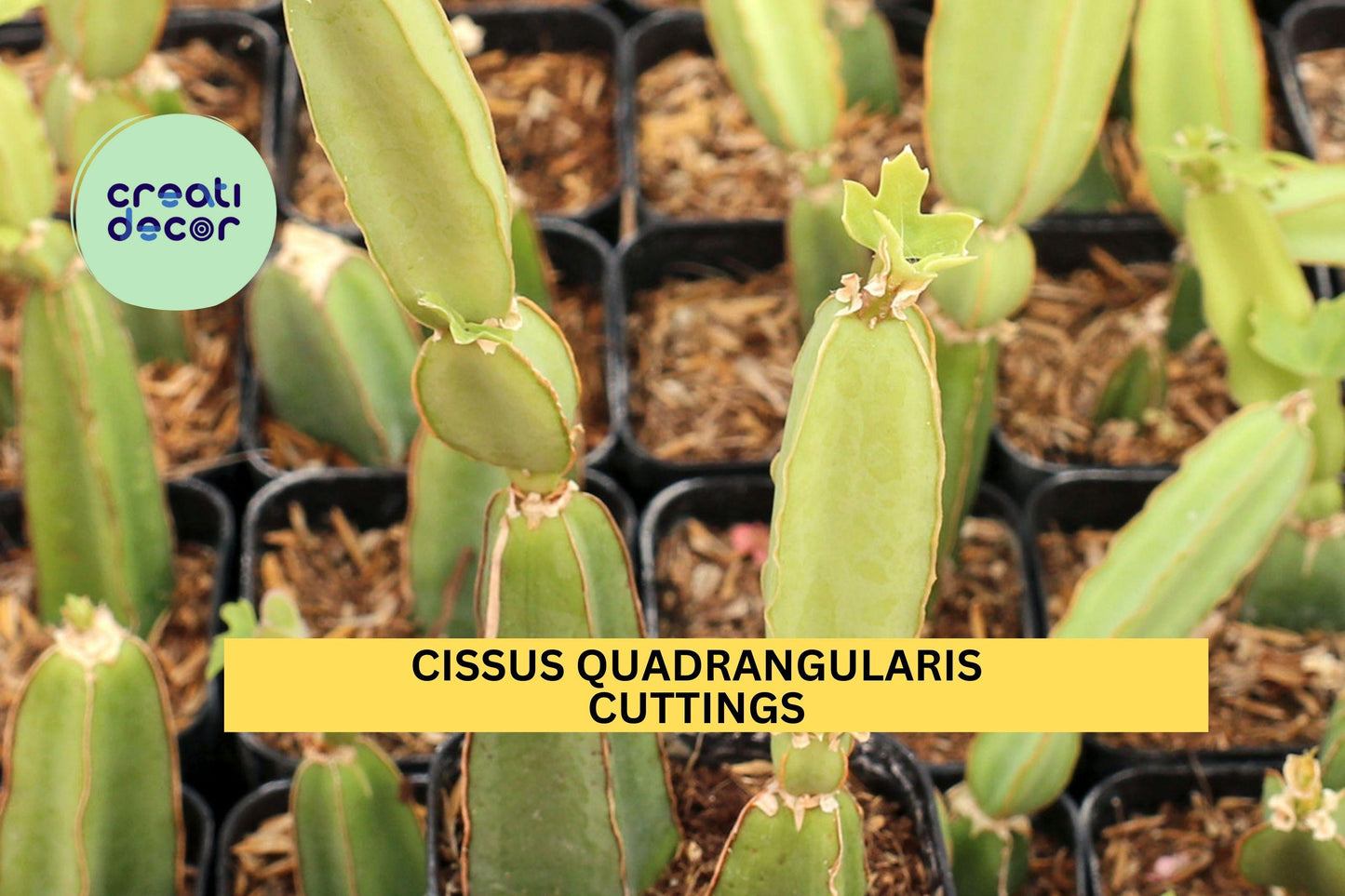 4 Cissus Quadrangularis Cuttings | Veldt Grape Cucumber Cactus | 12" Air Plant Starter | Easy Grow Succulent Vine | USA Seller