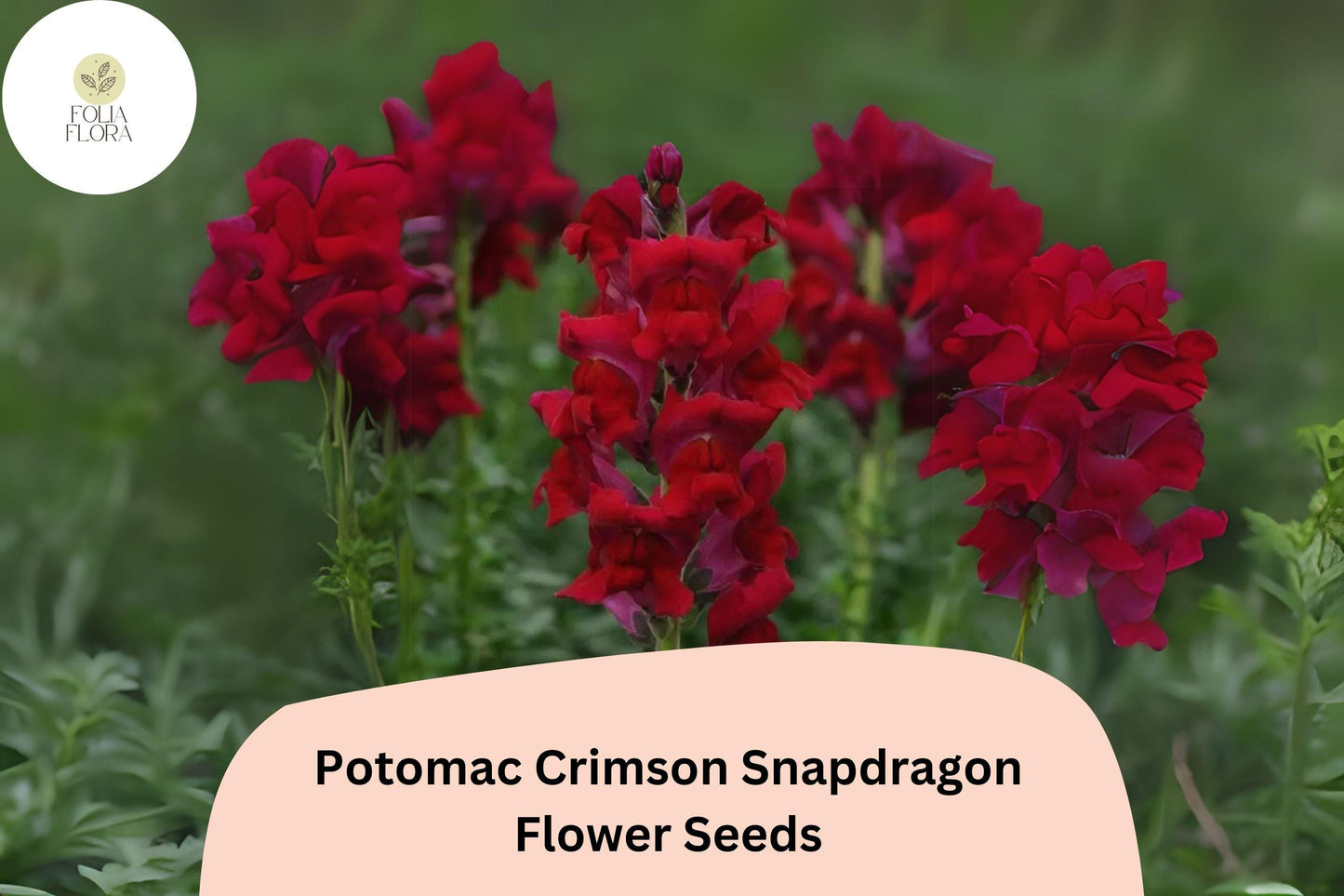 Antirrhinum majus Potomac Crimson Snapdragon Seeds – 1000+ Deep Red Blooms for Garden & Cut Flowers