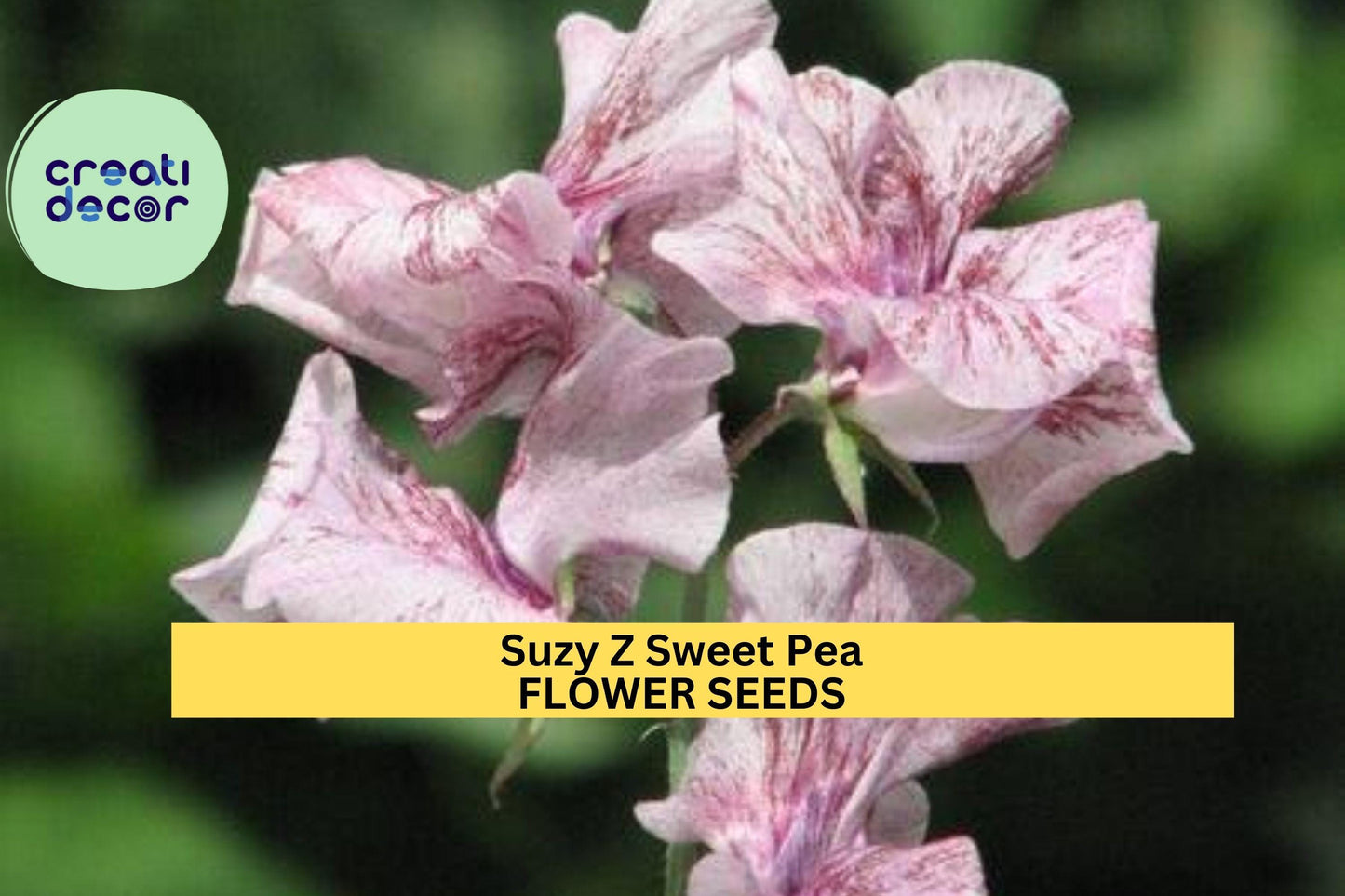 50+ Suzy Z Sweet Pea Seeds – Bright Pink Fragrant Blooms for Garden Planting, Climbing Vines for Trellises, Fences & Bouquets – USA
