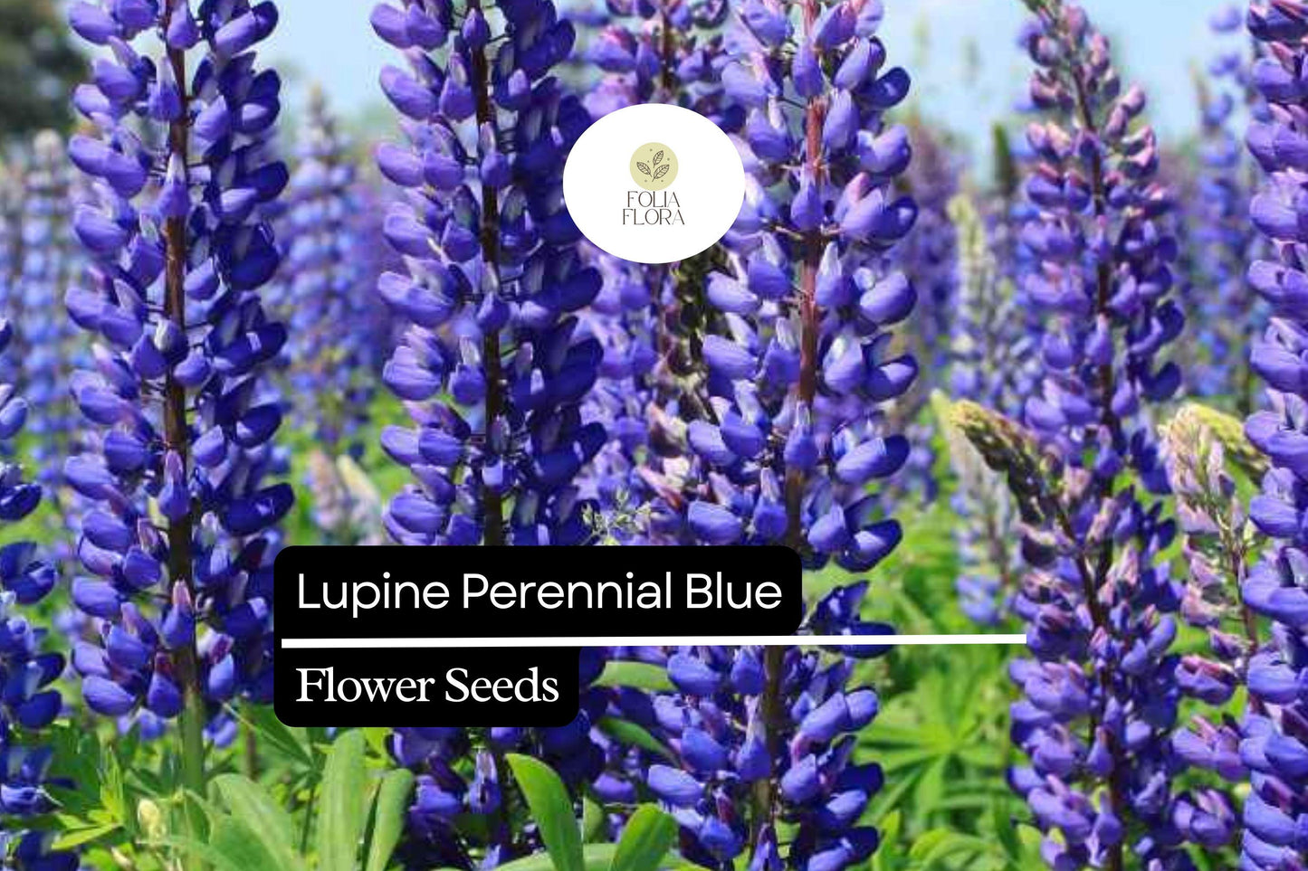 500mg Perennial Blue Lupine Seeds - Lupinus polyphyllus, Hardy Pollinator-Friendly Wildflower