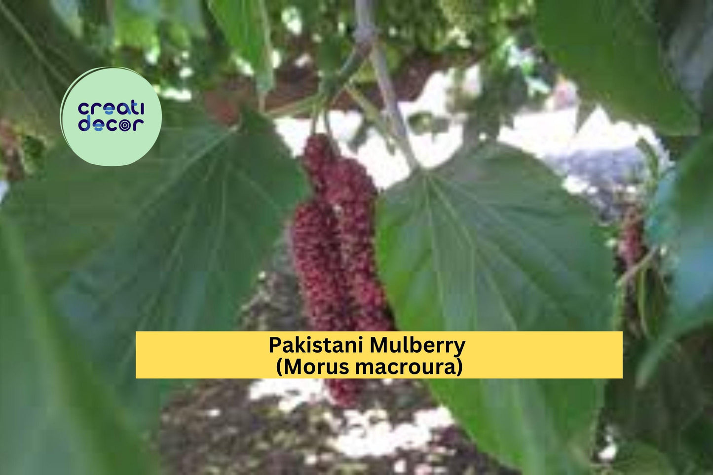 Pakistani Mulberry Tree | Live Rooted Cutting | Morus macroura Fruit Tree Starter for Outdoor Orchard or Home Garden