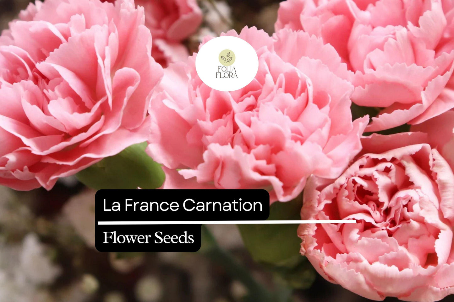 La France Carnation (Dianthus caryophyllus) – Elegant Pink Blooms with Classic Fragrance