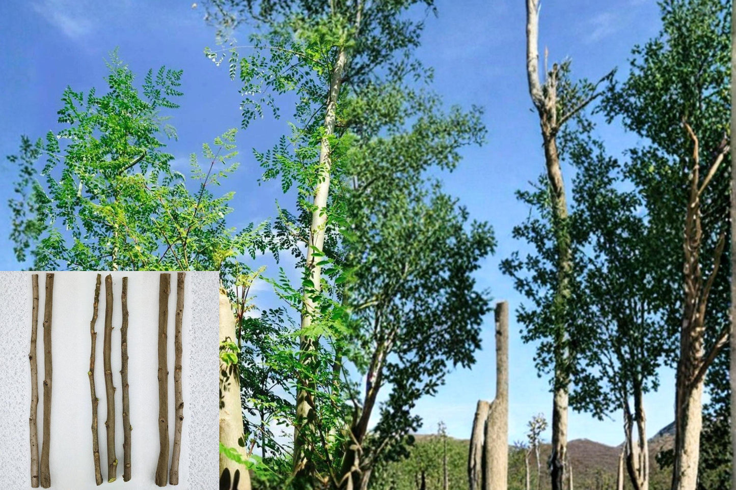 Moringa 3 Cuttings 22" Tall (Moringa oleifera) Drumstick Tree Unrooted