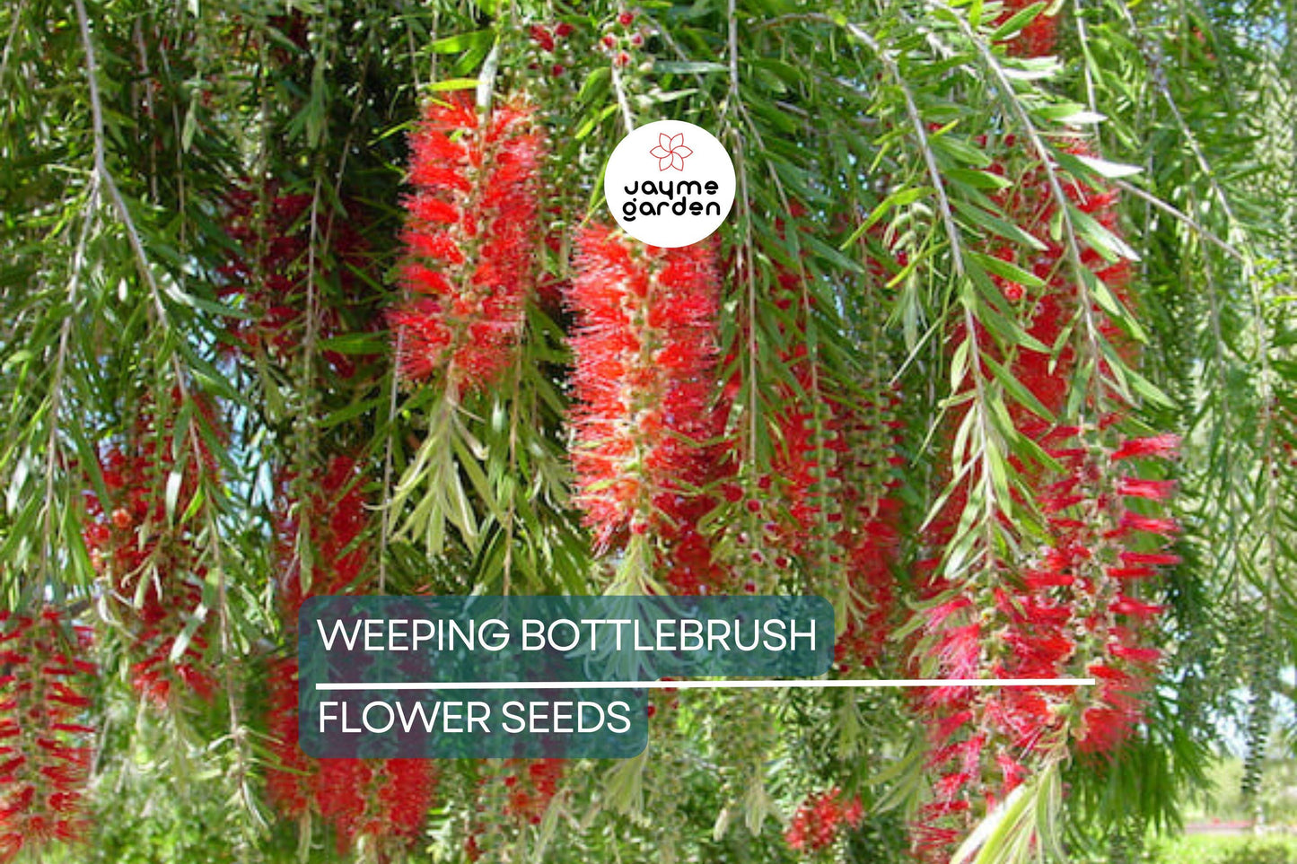 100 Weeping Bottlebrush Tree Seeds – Callistemon viminalis, 15-30 ft Height, Scarlet Blooms, Zones 9-11, Attracts Bees & Hummingbirds
