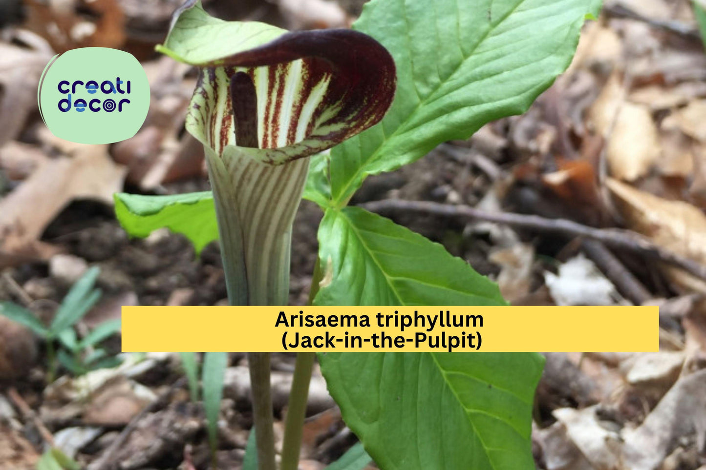 Arisaema triphyllum Seeds – Jack-in-the-Pulpit Native Woodland Plant, 5 Seeds for Shade Gardens