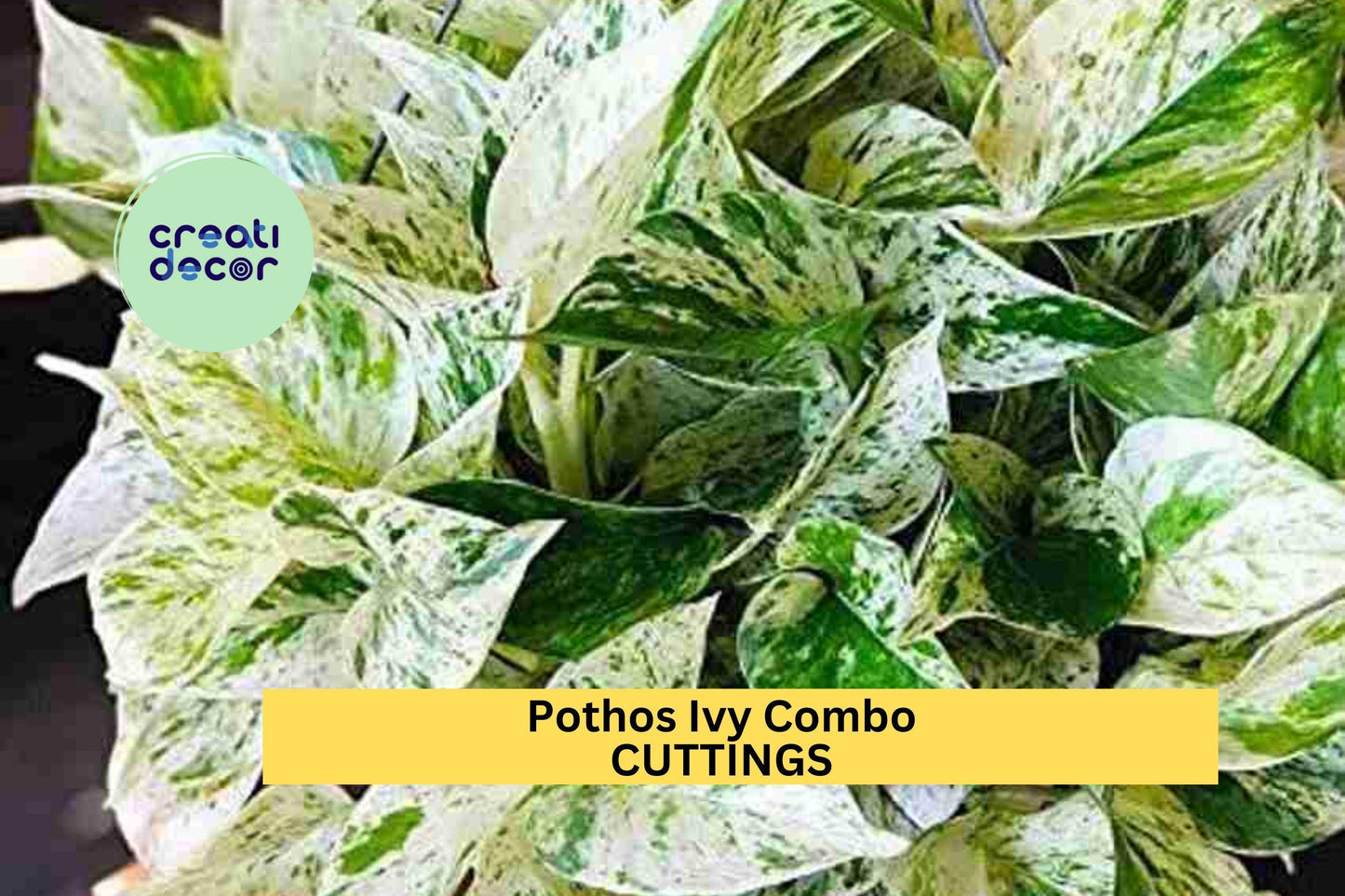 Pothos Marble Queen Cuttings (3) | Indoor Ivy Combo | Variegated Houseplant Starter | Easy Rooting | Air Purifying Vining Plant