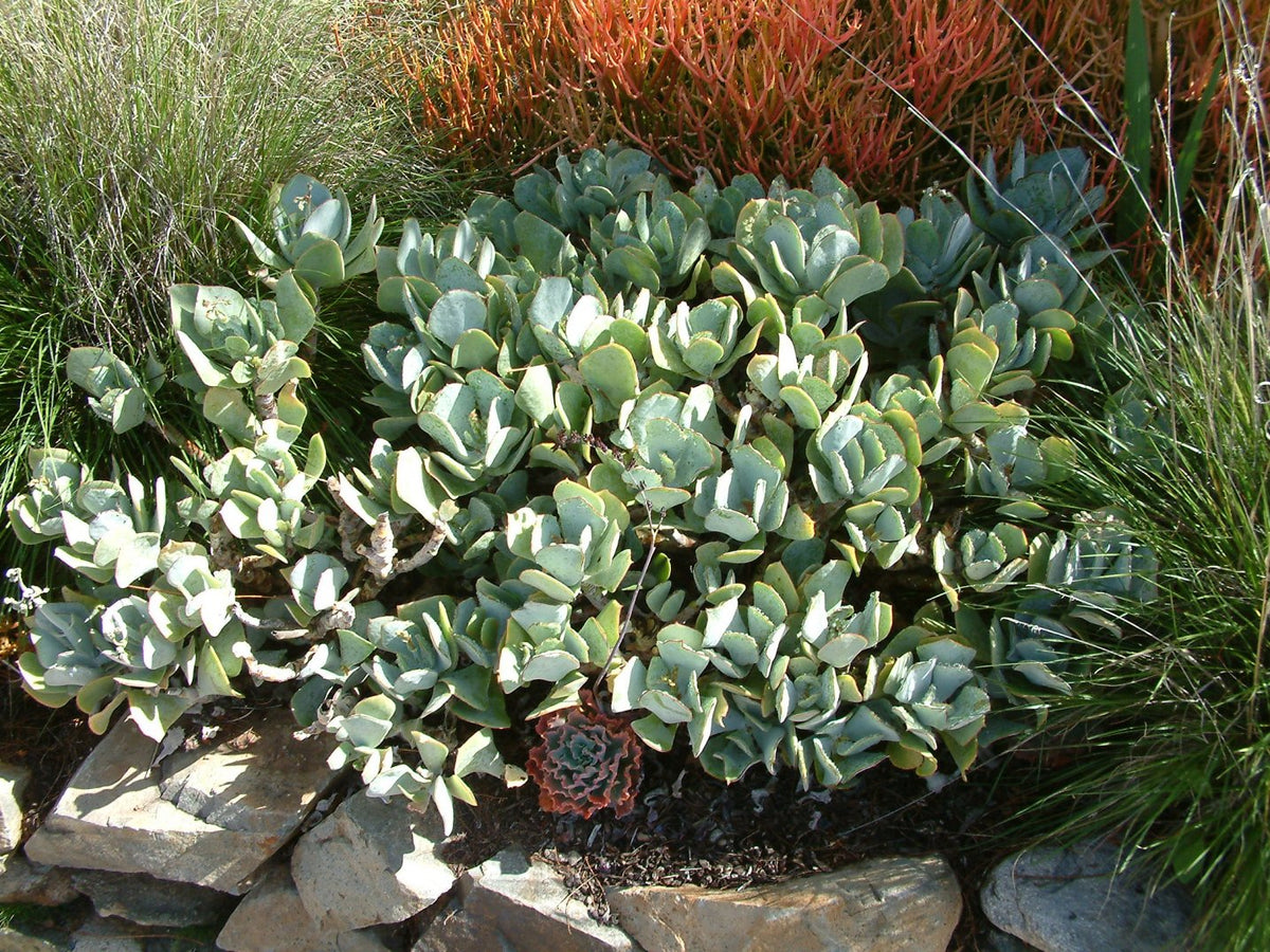 Crassula Arborescens "Silver Dollar" Succulent | 1 Fresh Cutting 4β6" | Rare Jade Variety | Easy to Root | Live Unrooted Plant