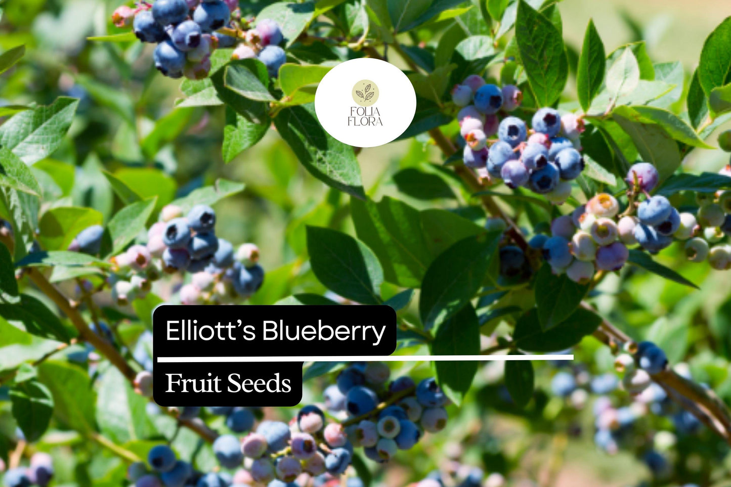 25 Elliott’s Blueberry Seeds | Vaccinium elliottii | Wild Native Blueberry Shrub for Birds, Bees & Home Gardeners