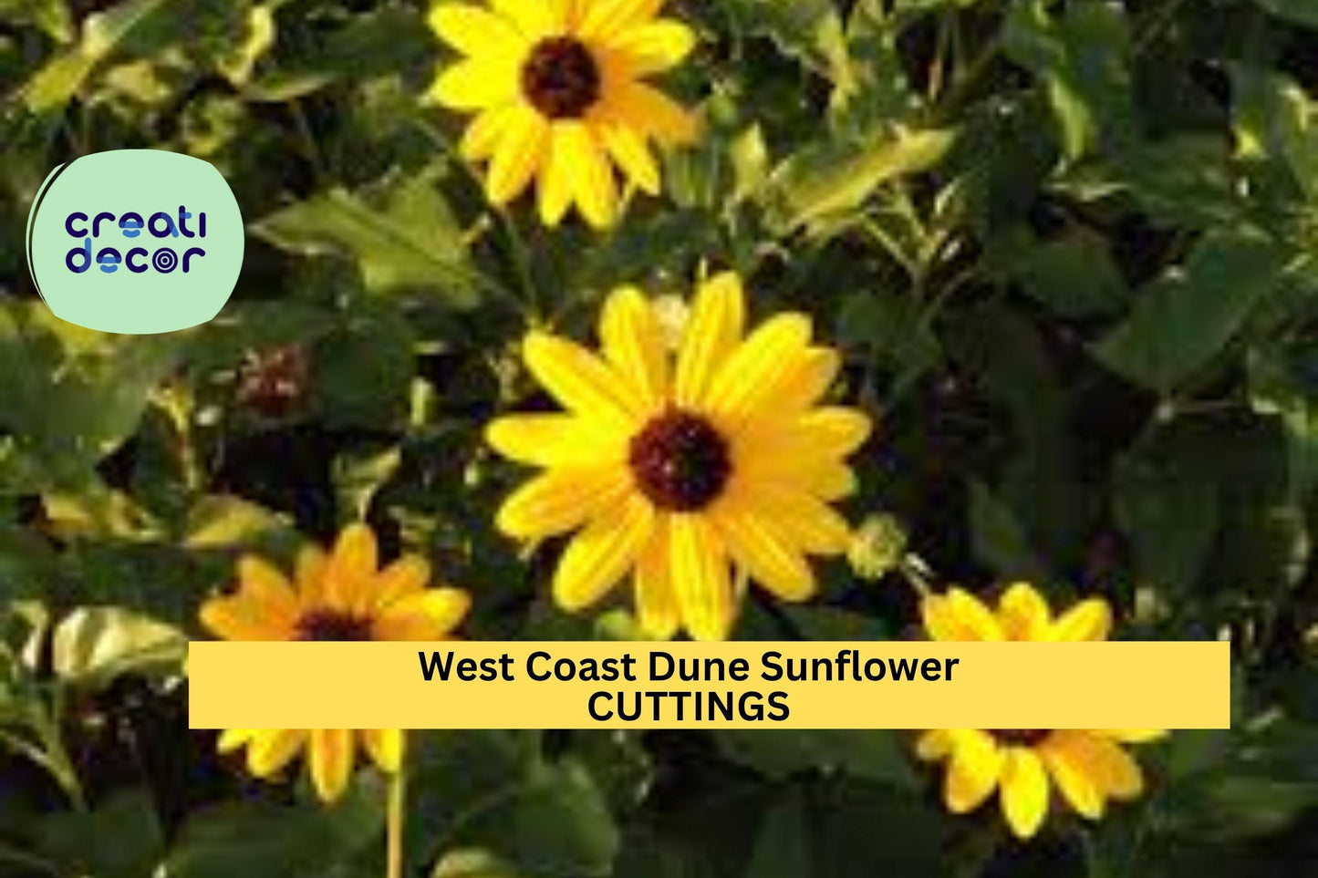 8 West Coast Dune Sunflower Cuttings – Unrooted Yellow Helianthus debilis Stems | Native FL Beach Plant for Gardens & Ground Cover