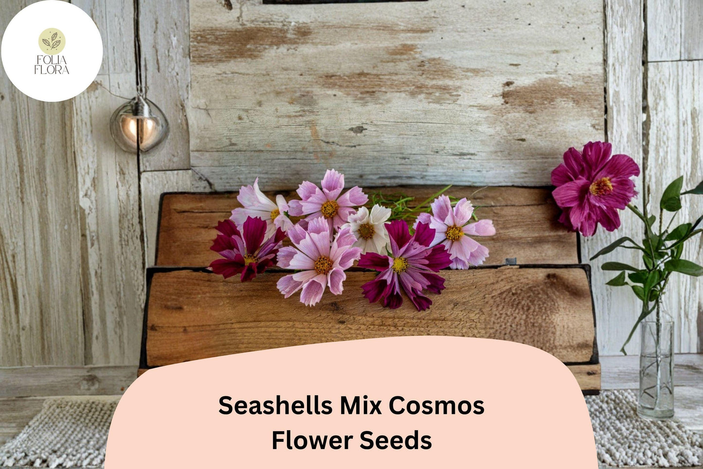 200+ Seashells Mix Cosmos Seeds | Cosmos Bipinnatus Unique Fluted Petals | Annual Garden Flower Seeds for Planting