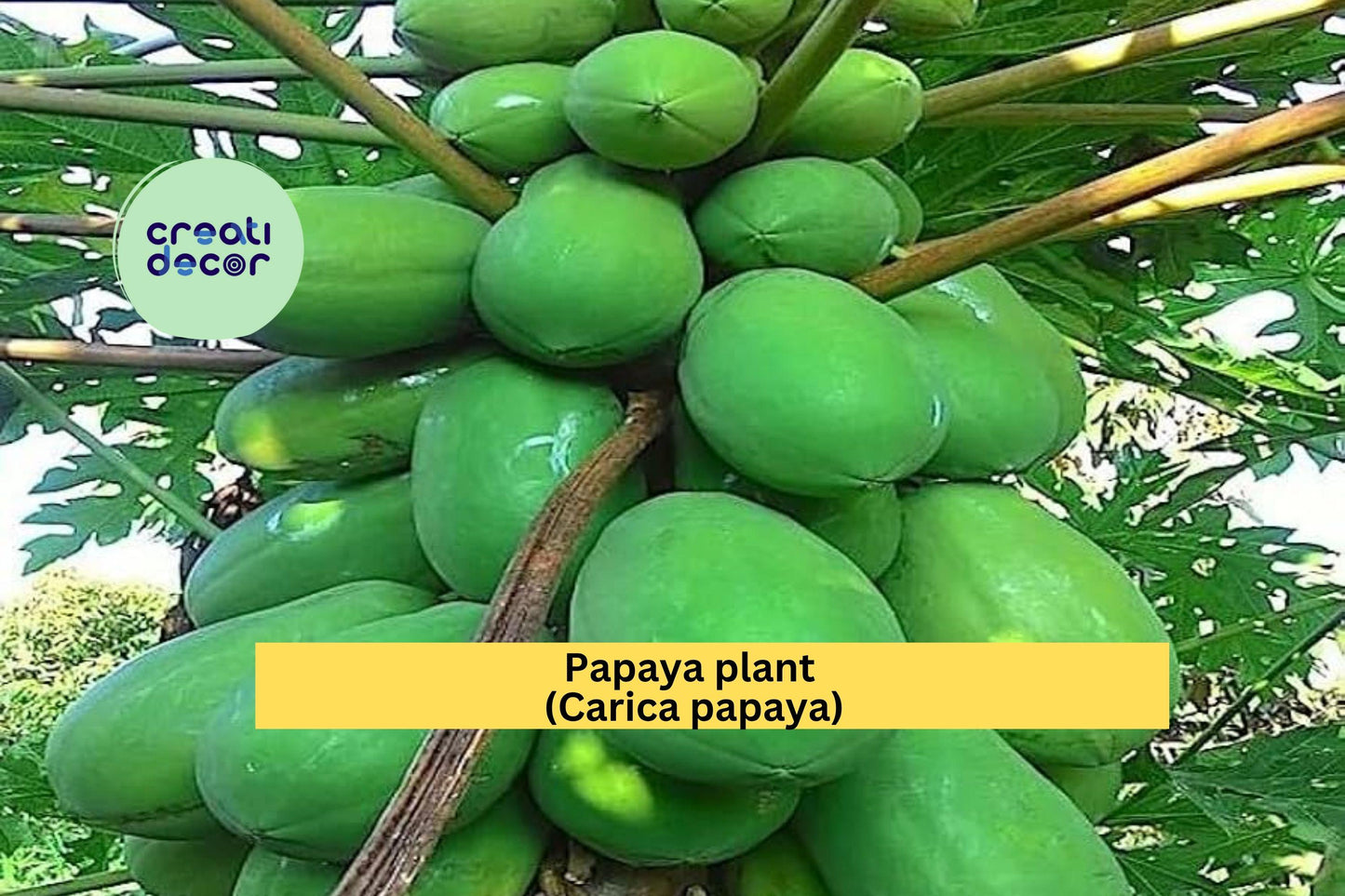 Papaya Plant | Carica papaya Live Rooted Starter | Tropical Fruit Tree 5–10” Tall for Outdoor Garden or Container Growing