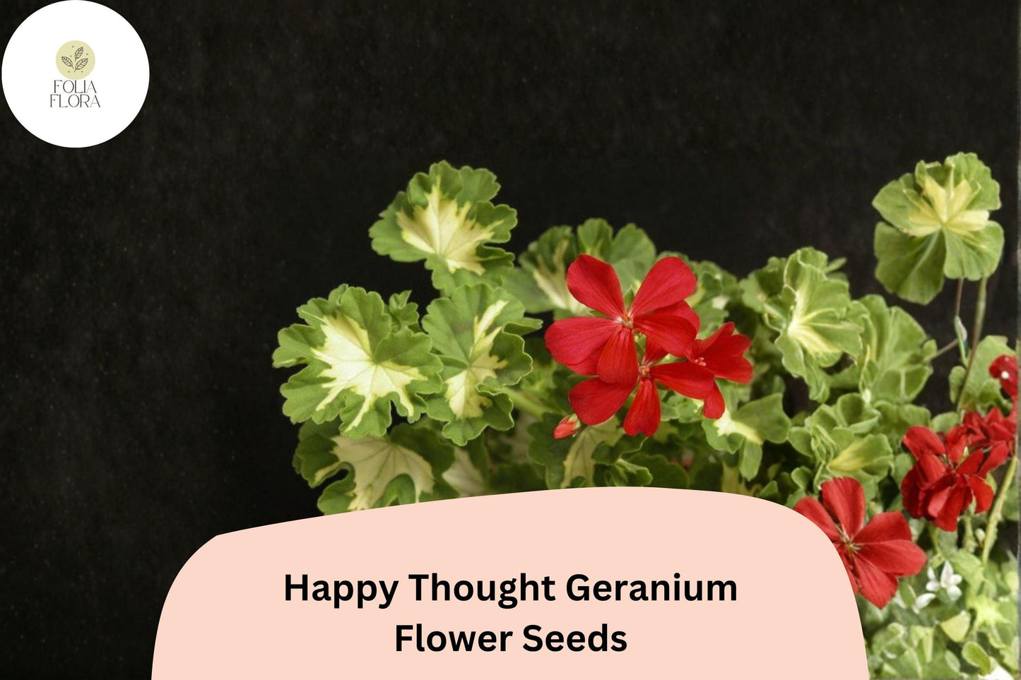 25+ Happy Thought Geranium Seeds | Zonal Pelargonium | Bright Garden Flower Seeds