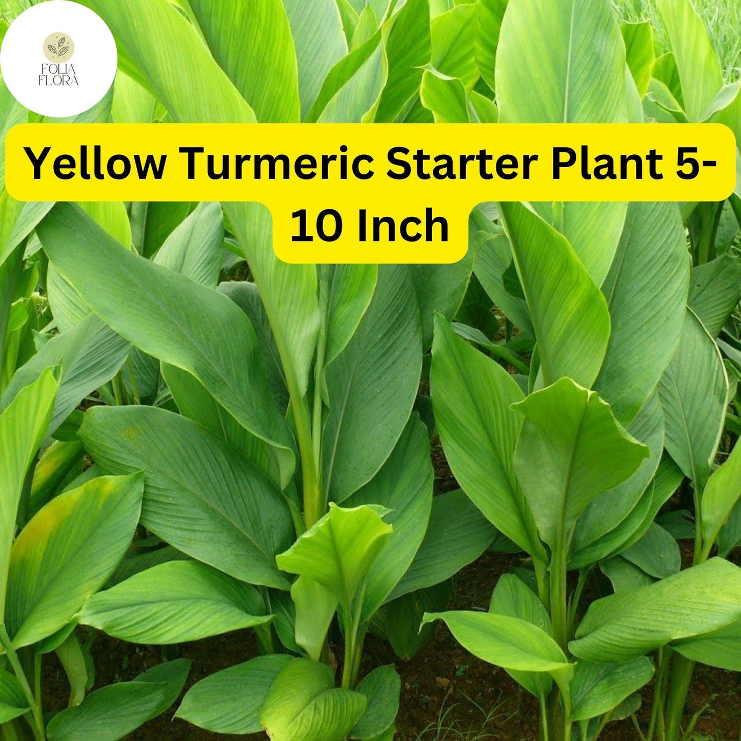 1 Yellow Turmeric Live Plant, Curcuma longa, 5-10 Inch Flowering Ginger Root