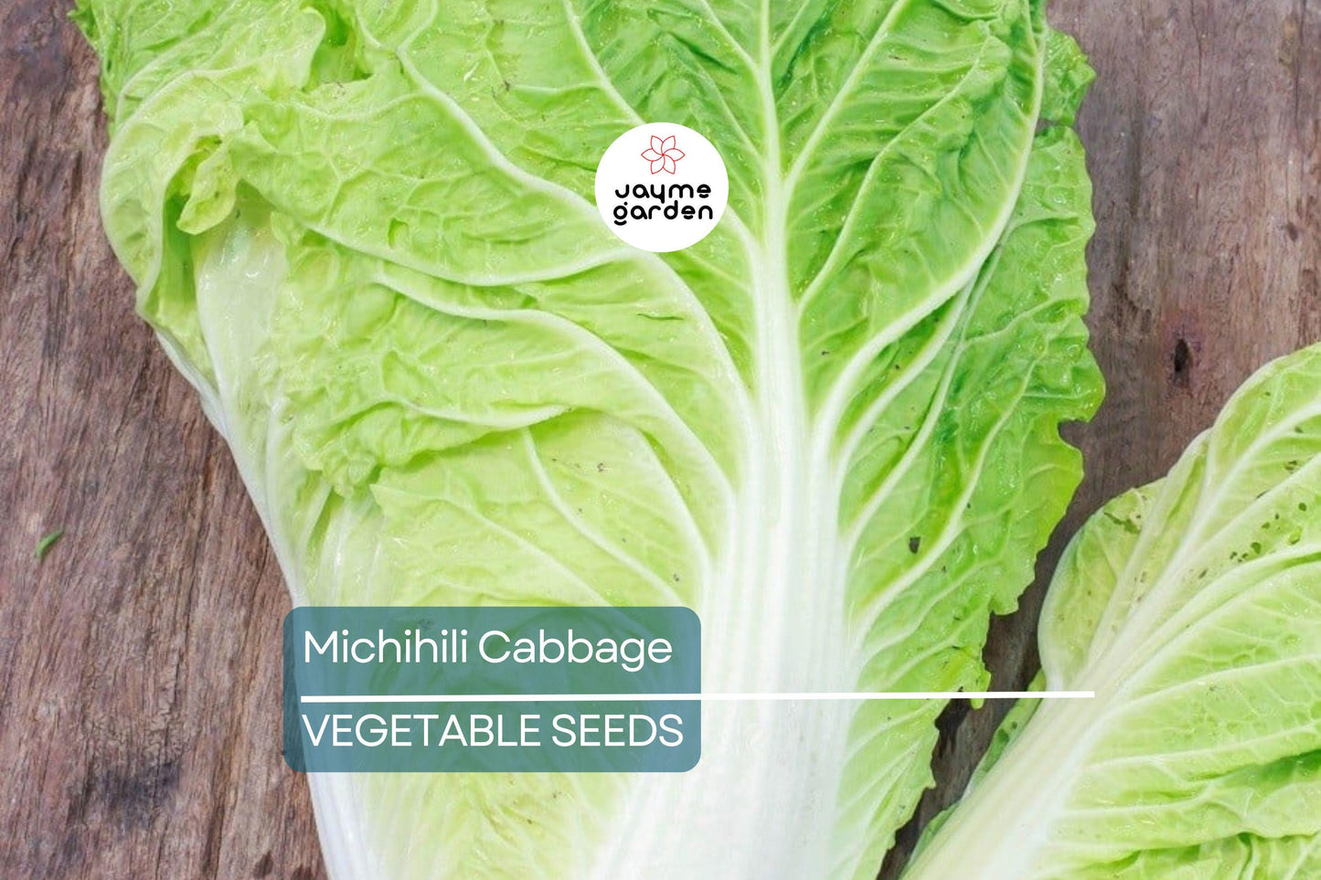 1000 Michihili Cabbage Seeds ā Non-GMO, Heirloom Chinese Napa Cabbage | USA Seller, Free Shipping