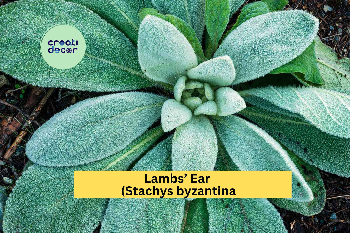Lambs’ Ear Plants | Stachys byzantina | 3 Live Bare Root Starter Plants | Soft Silver Foliage