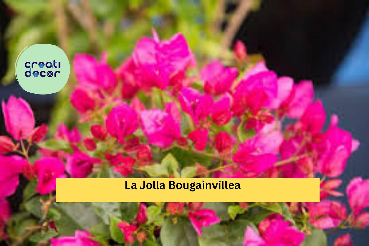 La Jolla Bougainvillea – Bougainvillea glabra Hybrid – Well-Rooted Starter Plug, Ships Bare Root, Bright Magenta Flowering Vine
