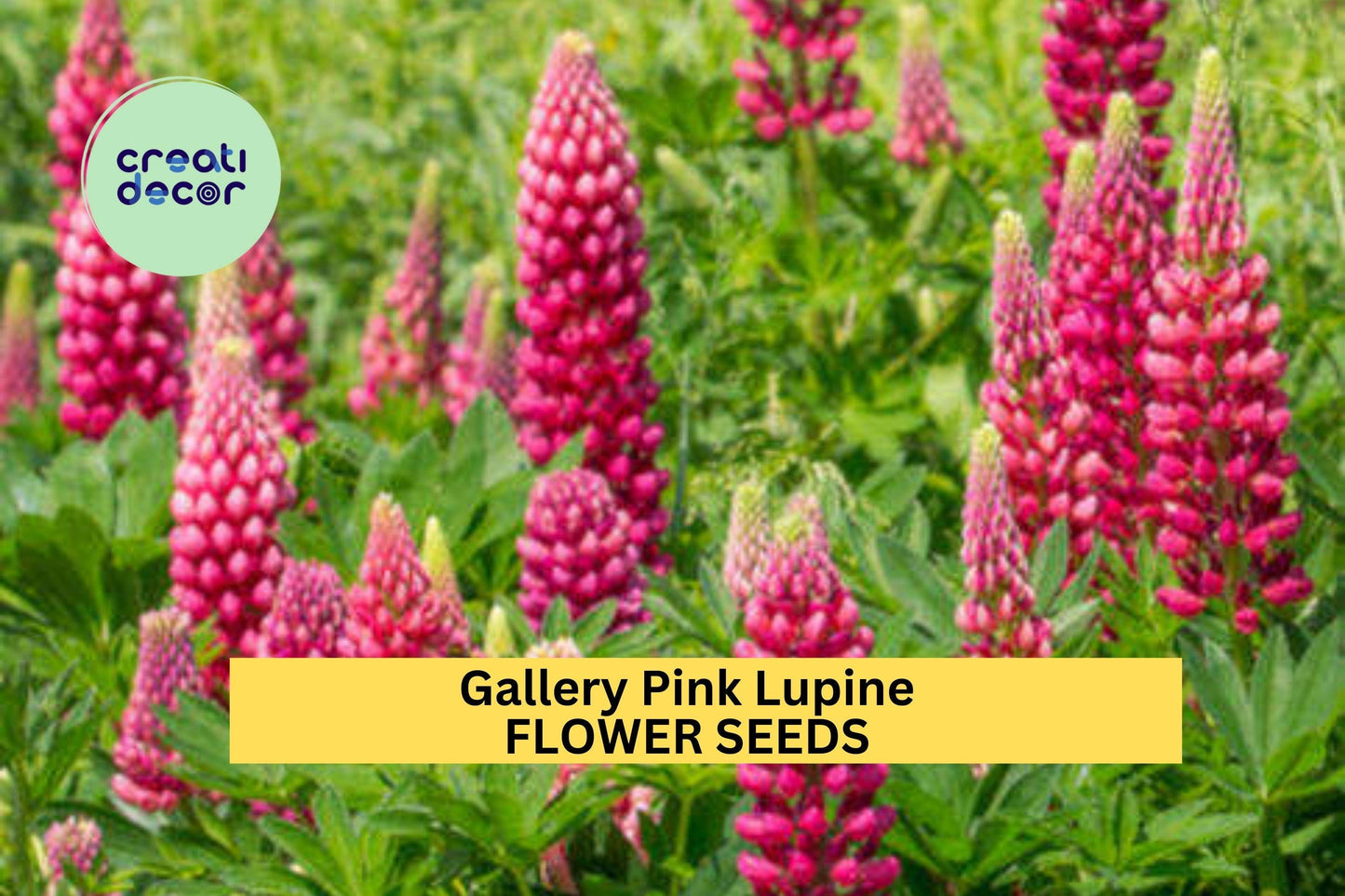 25+ Gallery Pink Lupine Seeds – Compact Pink Flower Spikes for Garden Planting, Pollinator-Friendly Perennials for Borders – USA
