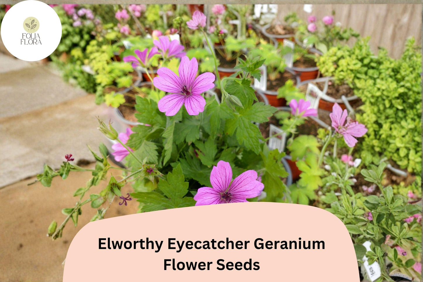 25+ Elworthy Eyecatcher Geranium Seeds | Pink-Purple Blooms | Hardy Perennial Ground Cover for Garden Borders