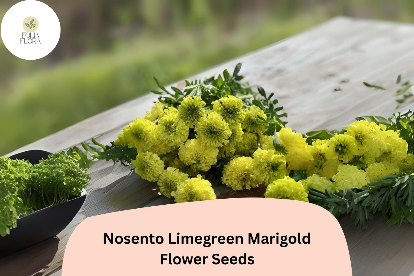 25+ Nosento Limegreen Marigold Seeds | Tagetes erecta | Unique Green Marigold | Rare Annual Flower for Garden Planting