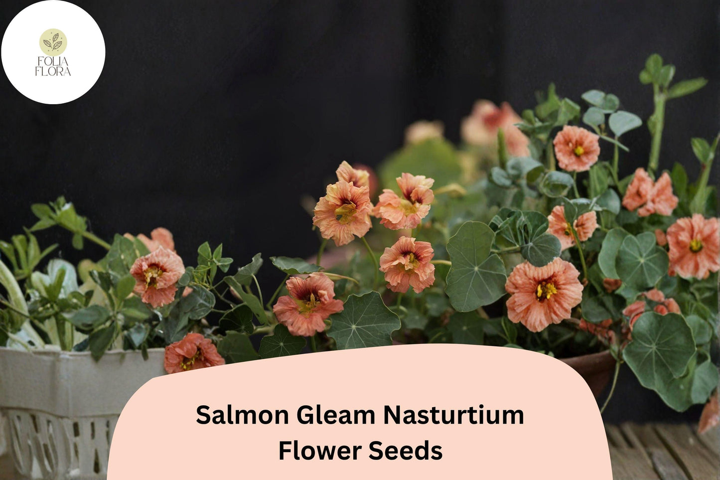 50+ Salmon Gleam Nasturtium Seeds | Tropaeolum majus | Vibrant Salmon-Orange Blooms