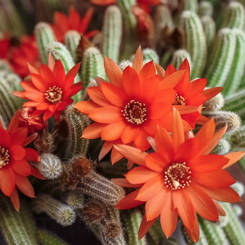 5 Echinopsis chamaecereus Cuttings β Peanut Cactus, Unrooted Succulent Starts, Easy Grower, Orange Blooming Cactus Propagation