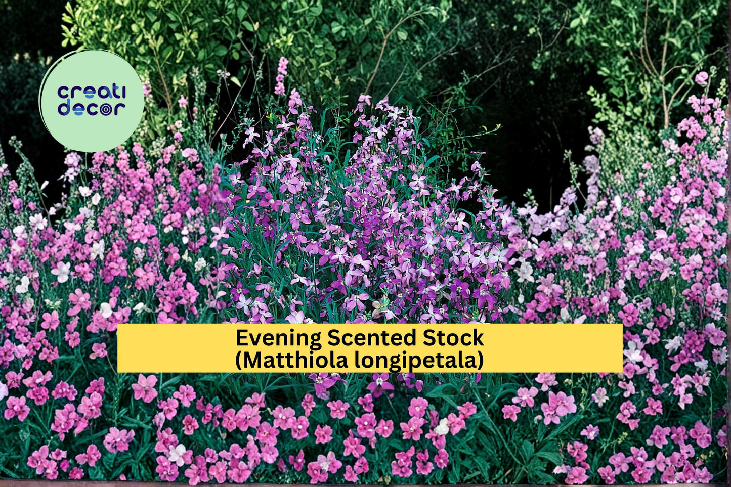 Evening Scented Stock Seeds Matthiola longipetala 100 Count Fragrant Night Blooming Garden Flower Seeds