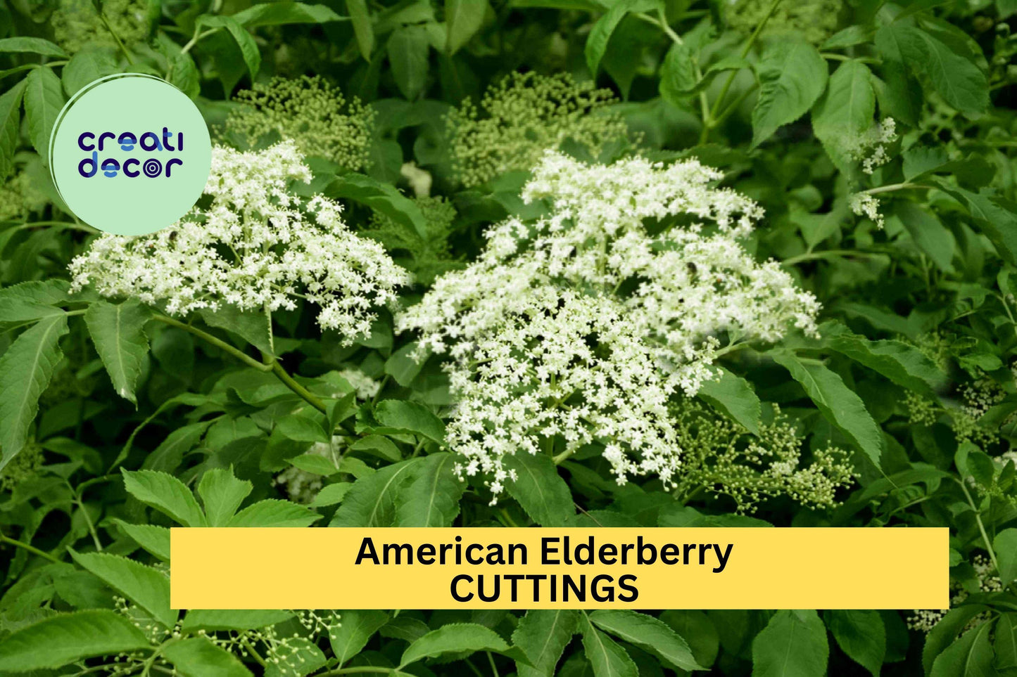 5 American Elderberry Cuttings – Unrooted Sambucus Shrub for Garden Planting, Hardy Native Perennial Bush – USA
